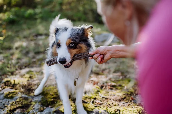 Seniorin Spielt Und Trainiert Ihren Hund Bei Herbstspaziergang Wald — Stockfoto