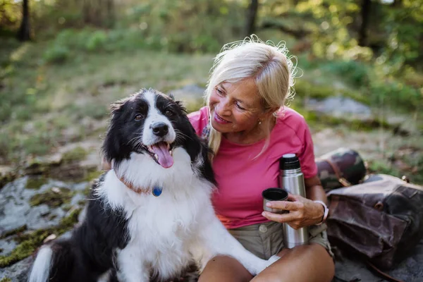 Senior Mujer Teniendo Descanso Durante Pasear Perro Bosque — Foto de Stock