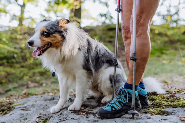 Hund Sitzt Dem Besitzer Füßen Ruht Sich Beim Spaziergang Wald — Stockfoto