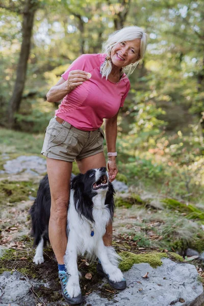 Senior Kvinna Tränar Sin Hund Promenaden Skog — Stockfoto