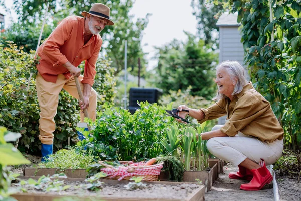 Счастливая Пожилая Пара Работающая Собирающая Свежие Овощи Своем Саду — стоковое фото