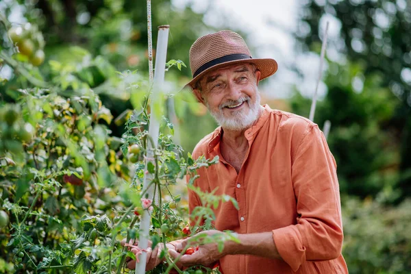 Senior man harvesting cherry tomatoes in a garden.