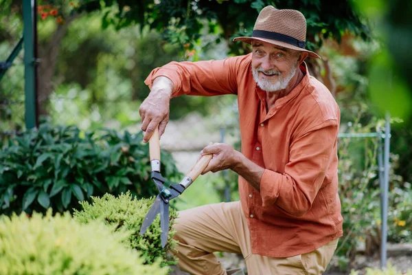 Senior Man Skär Buskar Sin Trädgård — Stockfoto