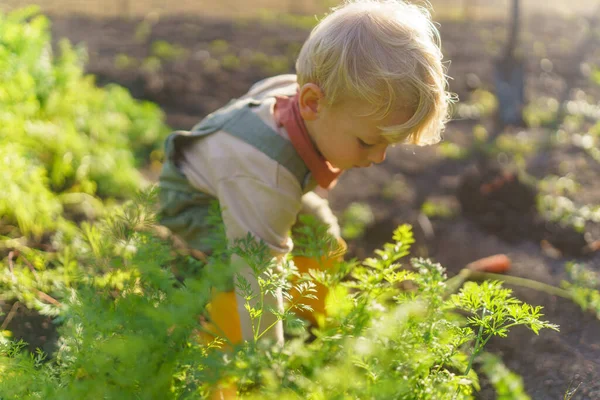 Маленький Хлопчик Працює Саду Осінній День — стокове фото