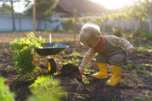 Niño Pequeño Que Trabaja Jardín Durante Día Otoño — Foto de Stock