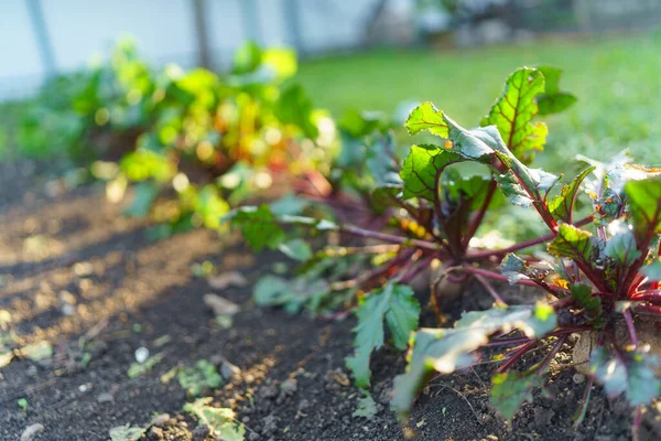 Beetroot Dengan Daun Segar Kebun Sayuran — Stok Foto