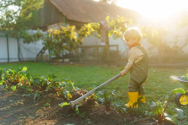 Niño Pequeño Con Una Azada Trabajando Jardín Durante Día Otoño — Foto de Stock