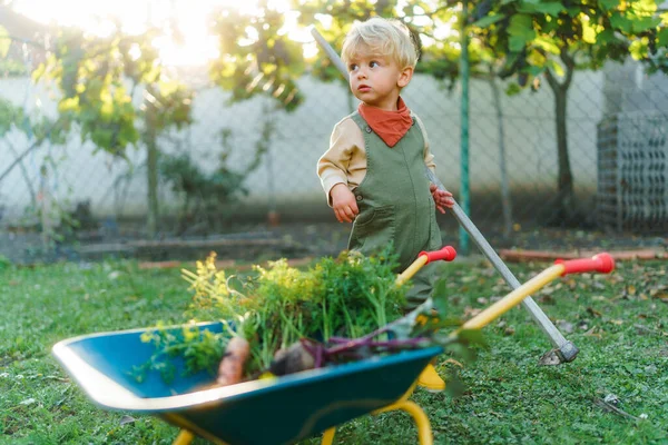 Niño Pequeño Con Una Carretilla Posando Jardín Durante Día Otoño — Foto de Stock