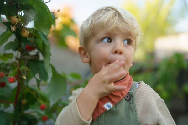 Bahçede Ahududu Toplayıp Yiyen Mutlu Küçük Çocuk — Stok fotoğraf