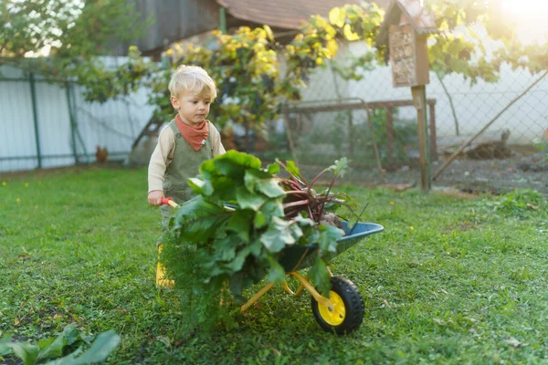 Kleine Jongen Met Kruiwagen Aan Het Werk Tuin Tijdens Herfstdag — Stockfoto