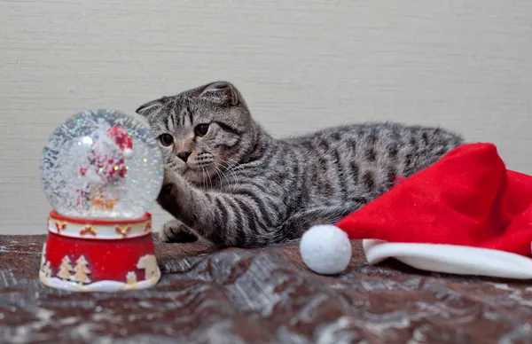 Chaton avec décorations de Noël — Photo