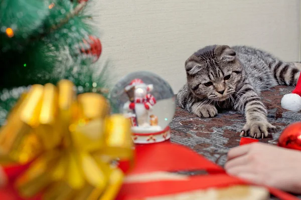 Chaton avec décorations de Noël — Photo