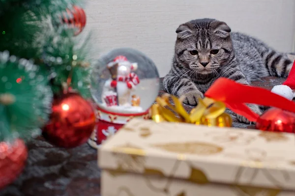 Kitten with Christmas Decorations — Stock Photo, Image