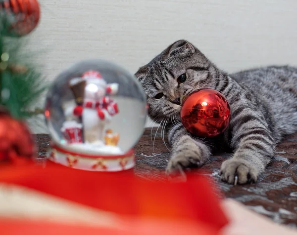 Chaton avec décorations de Noël — Photo