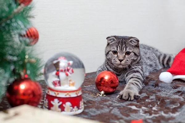 Chaton avec décorations de Noël — Photo