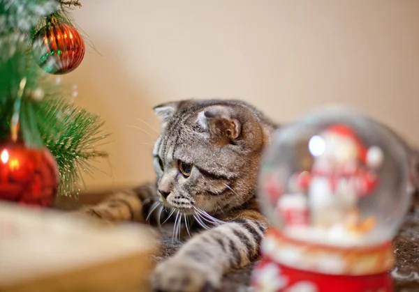 Chaton avec décorations de Noël — Photo