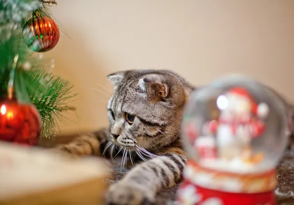 Kitten with Christmas Decorations — Stock Photo, Image