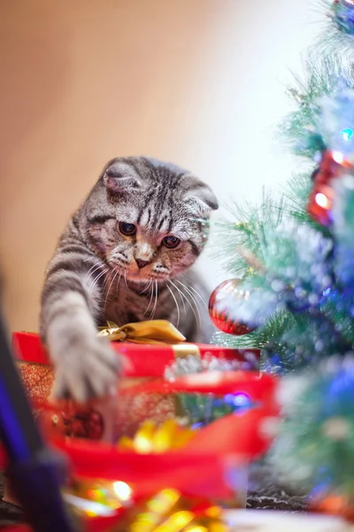 Chaton jouer avec un cadeau — Photo