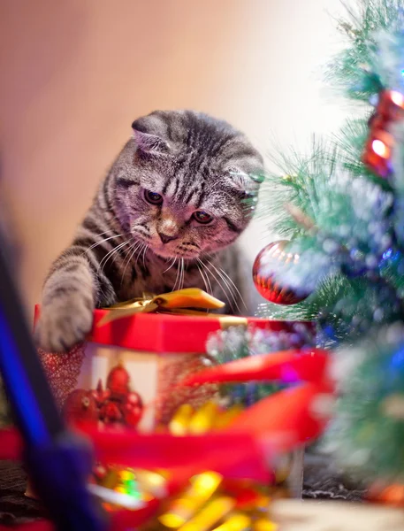 Chaton jouer avec un cadeau — Photo