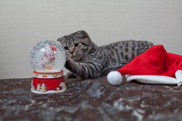 Kitten playing with a gift — Stock Photo, Image
