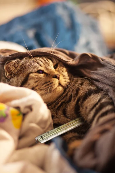 Hasta Kedi.