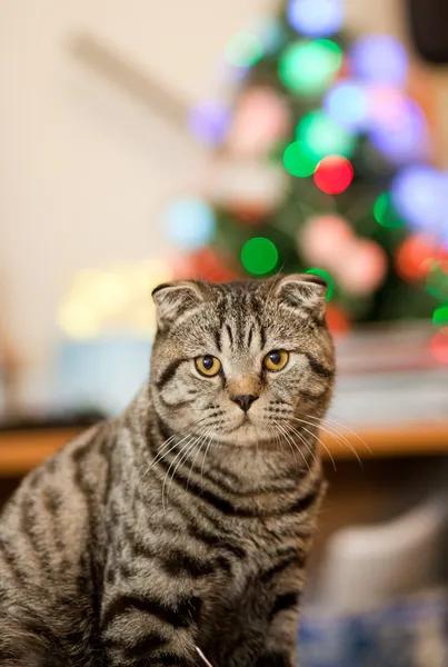 Cat in a Christmas tree — Stock Photo, Image