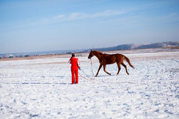 Horse trainer i vinter — Stockfoto