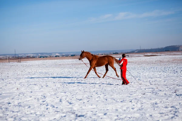 Horse trainer i vinter — Stockfoto