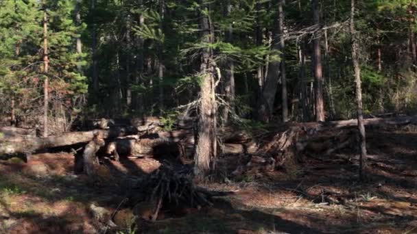 Natureza de Olkhon. Floresta . — Vídeo de Stock