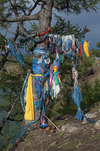 Sjamaan bomen — Stockfoto