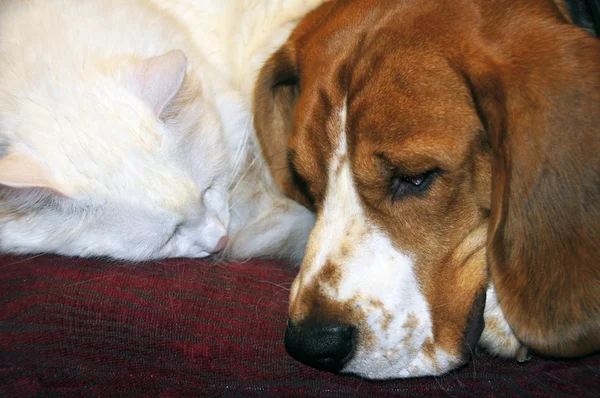 Hund och katt som sover tillsammans Royaltyfria Stockbilder