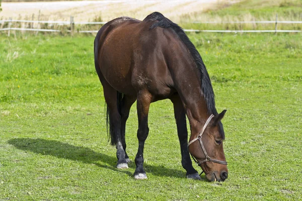 Brown horse eating green grass — Stock Photo, Image