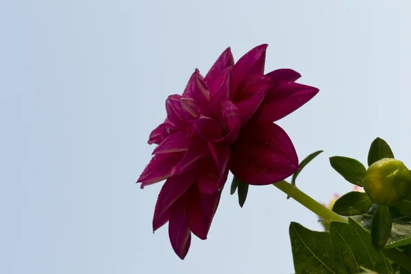 Dahlia — Stock Photo, Image