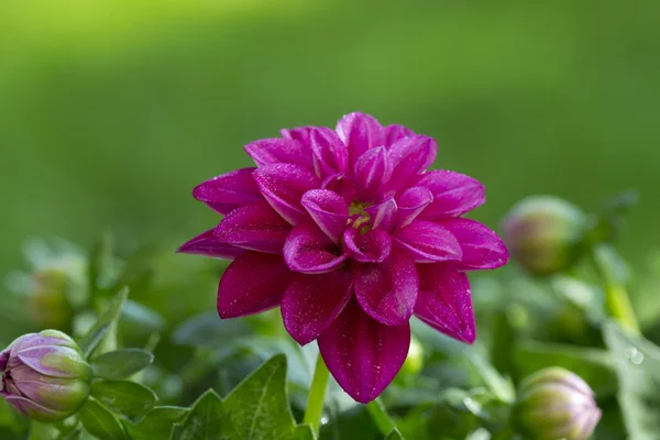 Dahlia. Imagens Royalty-Free