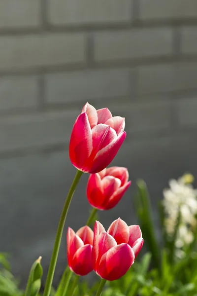 Tulpen — Stockfoto