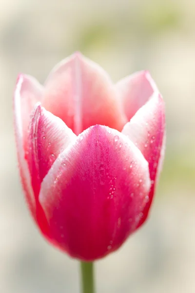 Tulipa — Fotografia de Stock