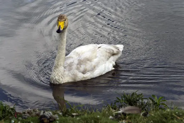 Zwaan — Stockfoto