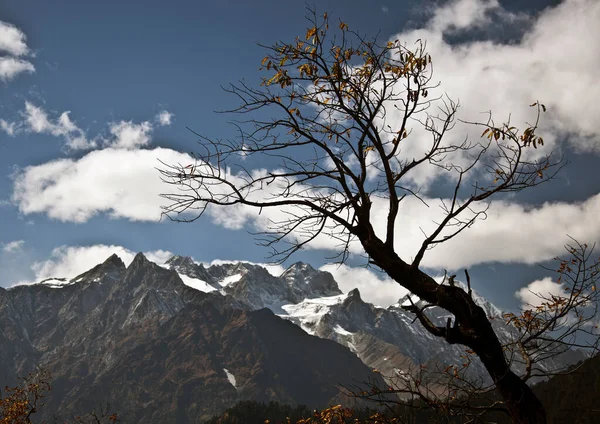 An Autumn fall tree with blue sky and Himalayan Mountains