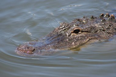 Florida Everglades 'te kısmen batmış vahşi bir timsahın kara gözü.