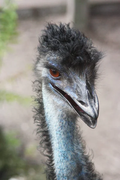 Emu head and neck of an Australian flightless bird — Stock Photo, Image