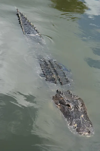 Partially submerged wild alligator in the Florida Everglades — Stock Photo, Image