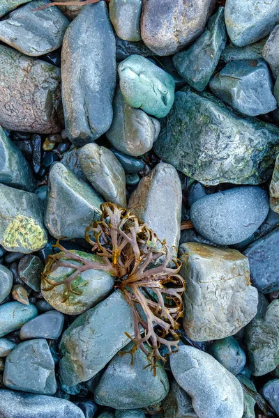 Detalj av tång tvättad på strandklippor, Neck Point Park, Vancouver Island, BC — Stockfoto