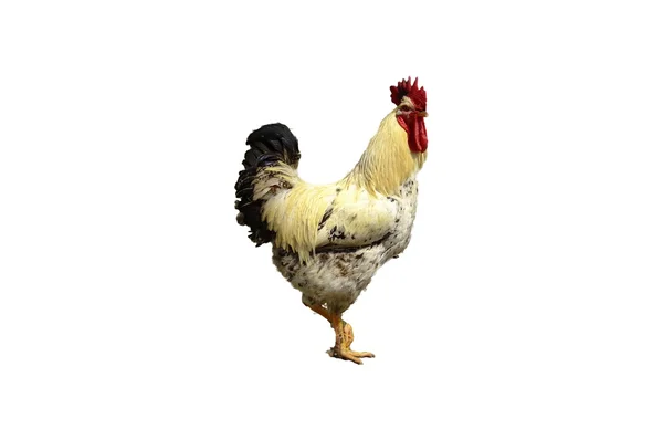 ROOSTER isolated — Stock Photo, Image