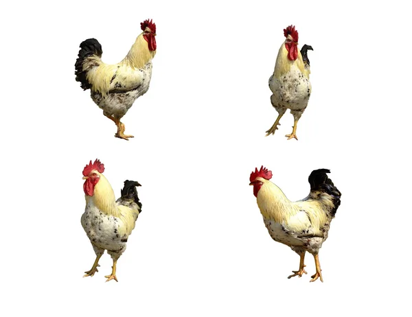 ROOSTER isolated — Stock Photo, Image