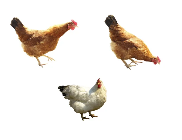 Hen isolated — Stock Photo, Image