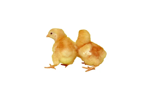 Chicken — Stock Photo, Image