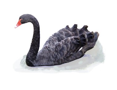 Siyah kuğu.