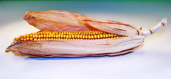 Кукуруза на белом фоне — стоковое фото