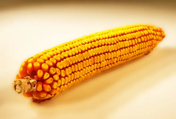 Kukorica elszigetelt fehér háttér — Stock Fotó