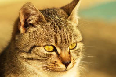 kedi. (felis silvestris catus)